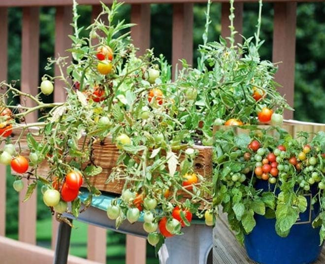 how to grow  cherry tomatoes in pots inside 