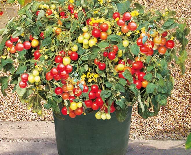 how to grow  cherry tomatoes in pots inside 