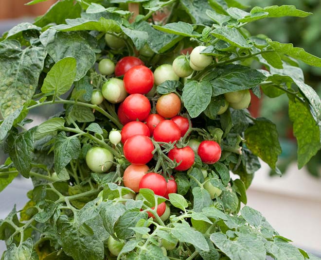 how to grow  cherry tomatoes in pots tips inside 