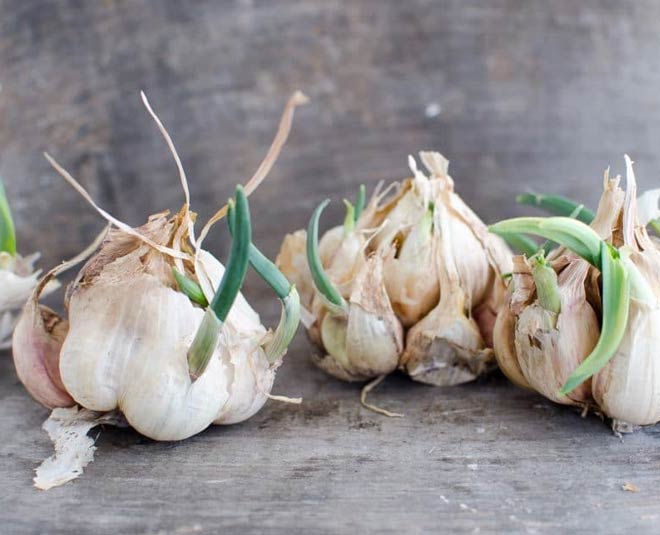 how to keep garlic from sprouting inside