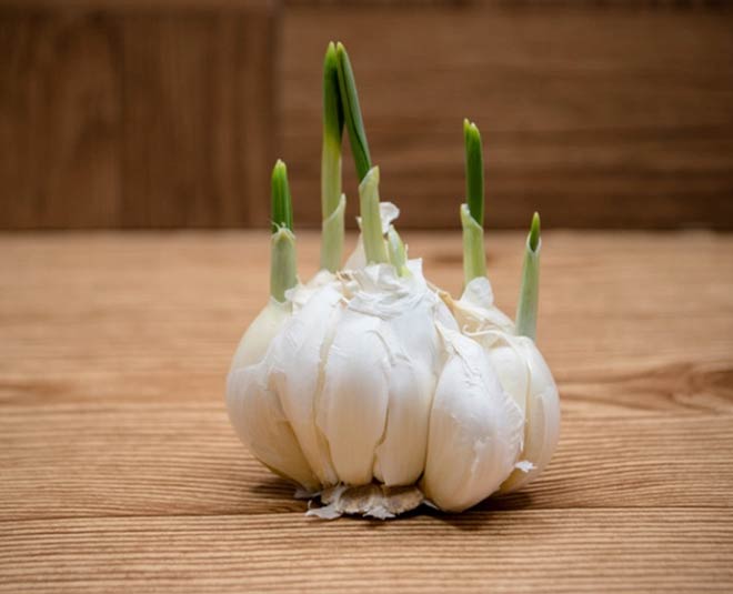 how to keep garlic from sprouting inside