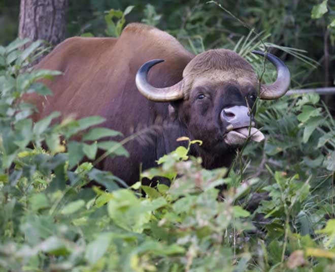 indian bison