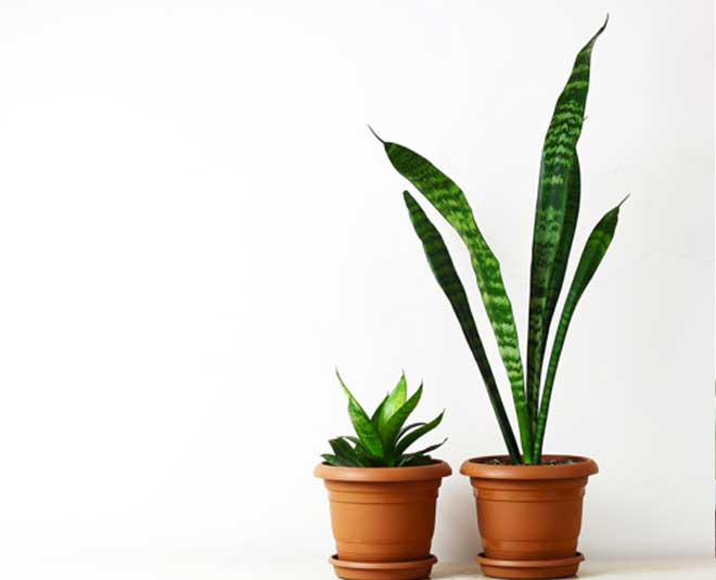 inside  , Flower Pots cleaning,