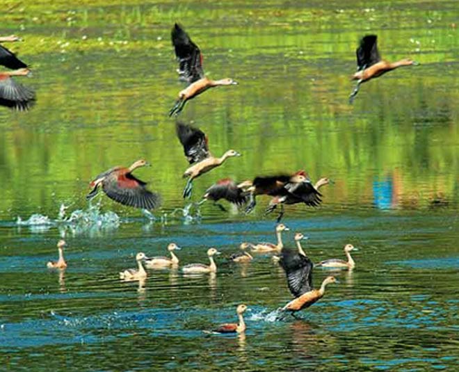 inside  mangalam bird century