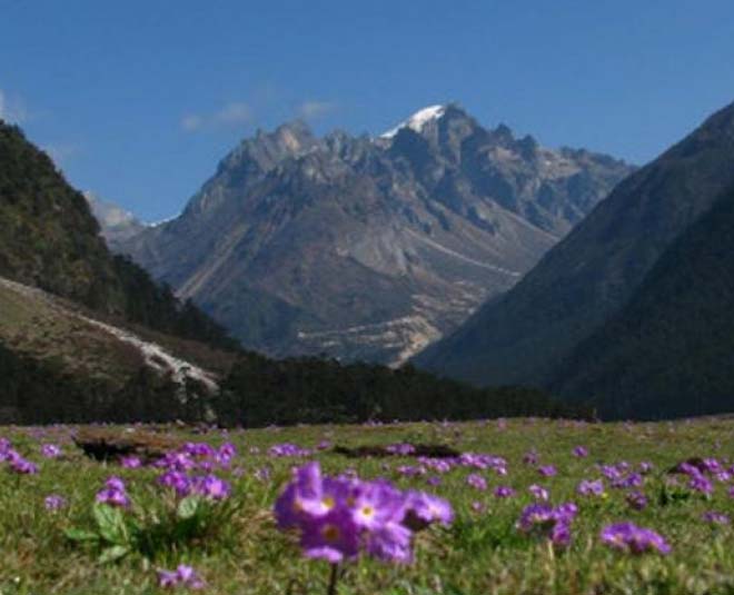 inside FLOWERS VALLEY IN INDIA