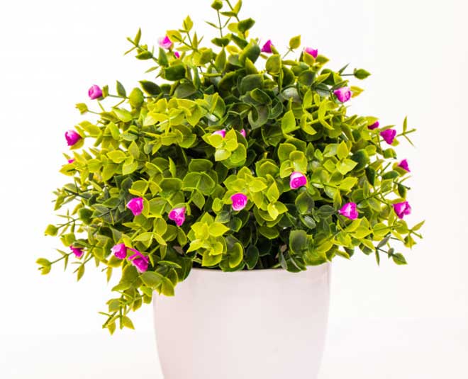 inside  home clean tips