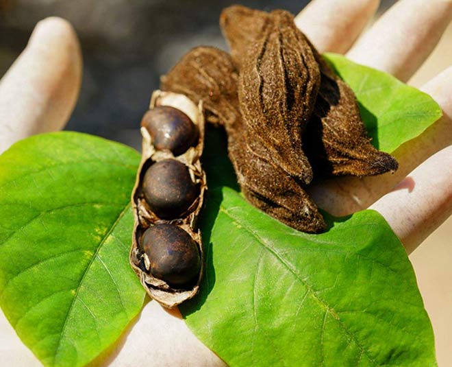 kaunch seeds benefits inside 