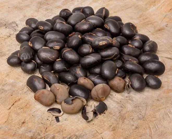 kaunch seeds benefits know inside 