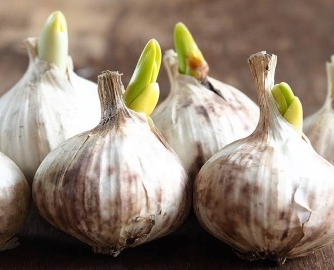 How To Keep Garlic From Sprouting In Hindi