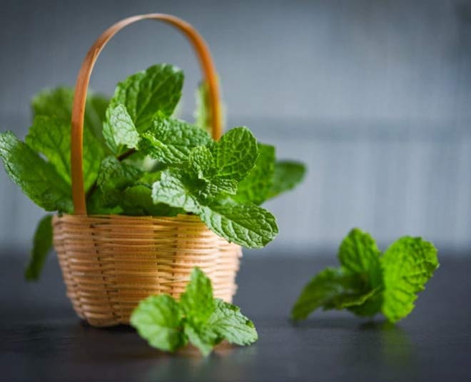 पुदीना mint for itchy skin new
