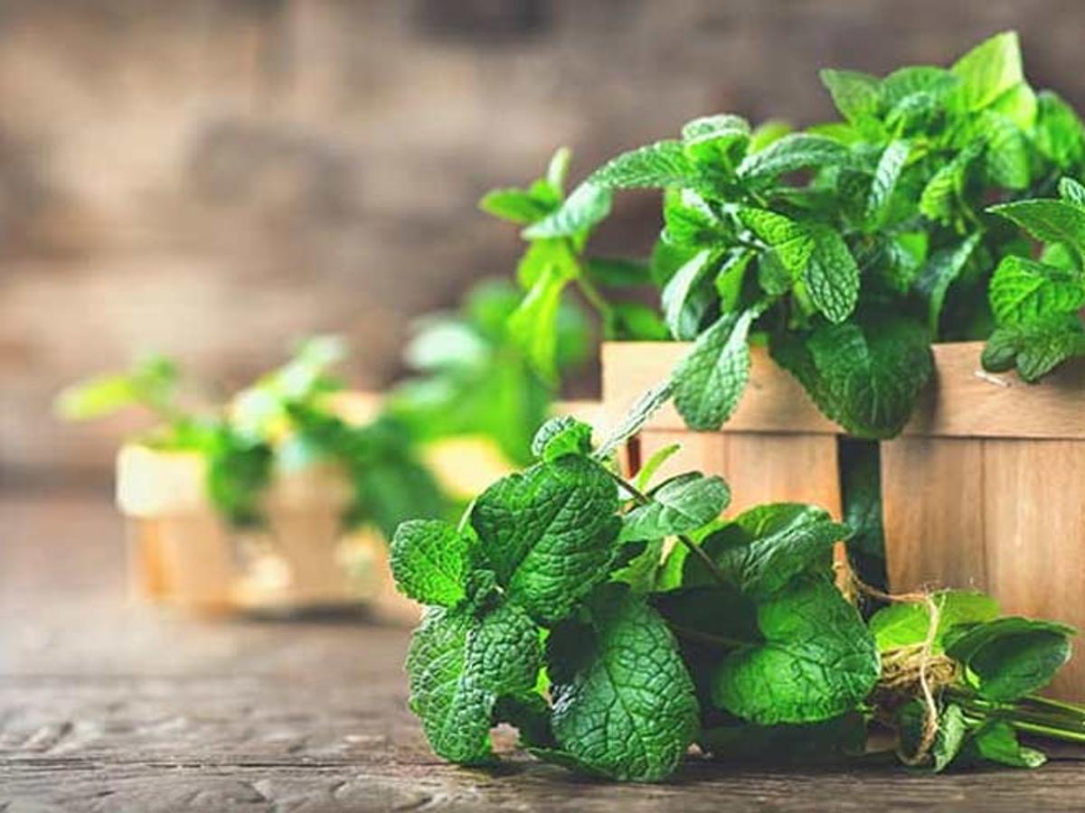 Make Your Hair Super Healthy With Mint Hair Masks | HerZindagi Make Your Hair Super Healthy With Mint Hair Masks | HerZindagi