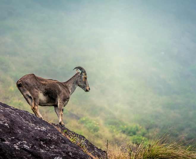 nilgiri tahr