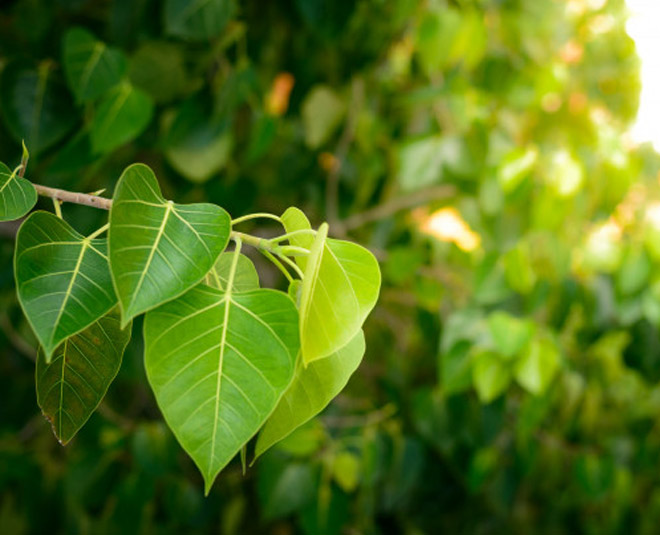 peepal tree saturday