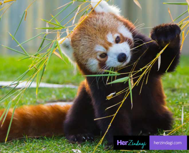 redpanda