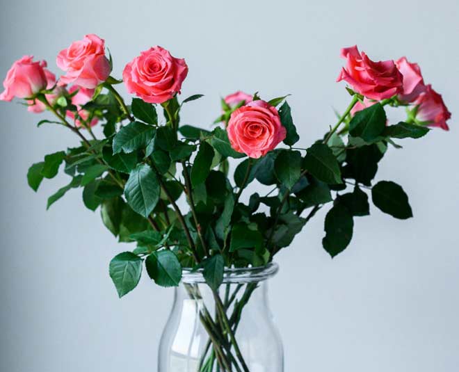 Flowers That Bring Good Luck At Home | flowers that bring good luck at ...