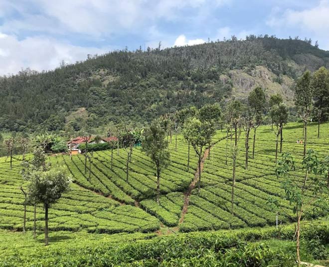 tea plantation