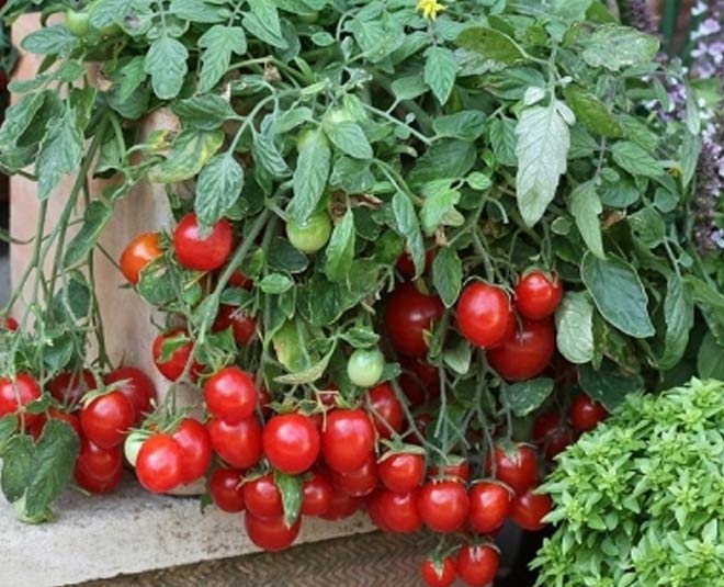 tips to grow  cherry tomatoes in pots inside 