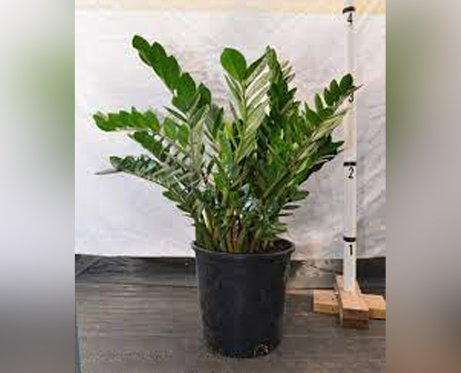 सिंगोनियम प्लांट