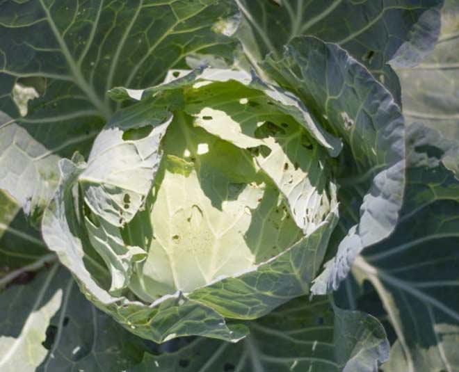 Cabbage