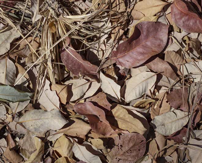 Dry leaf decompost