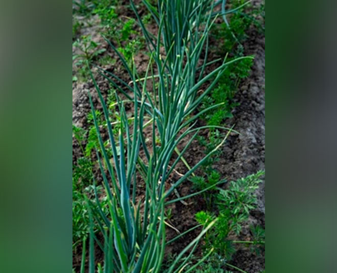 GREEN ONION