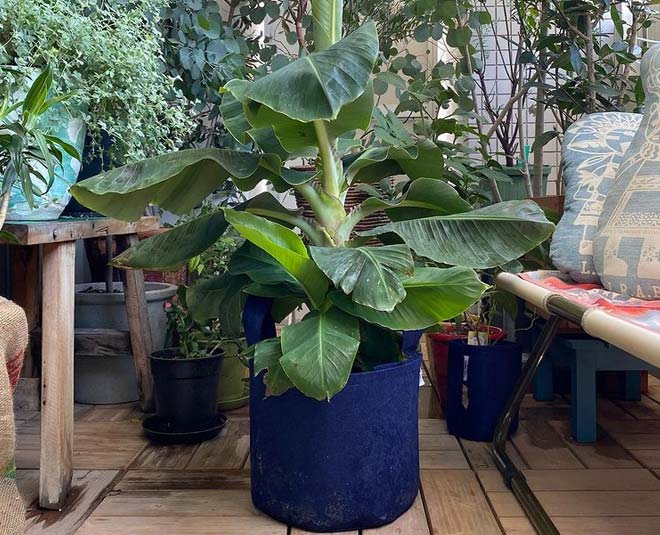 a banana tree pictures