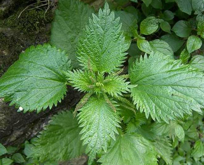 Nettle Leaf Meaning In Telugu