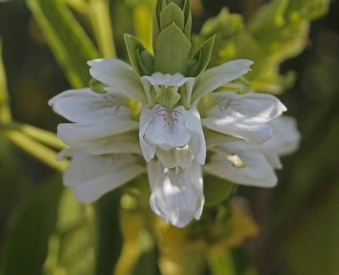 about vasaka plant health benefits in hindi ()