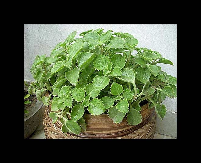 ajwain leaves