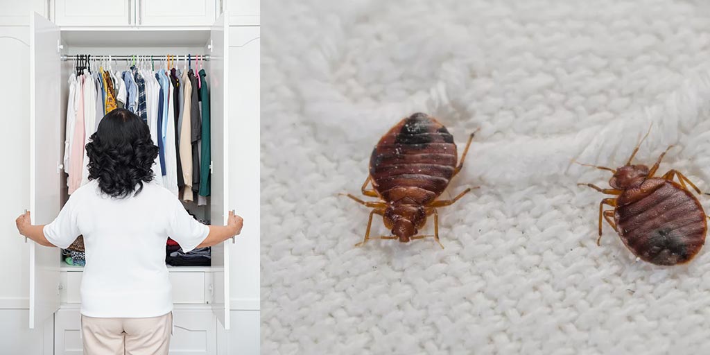 How To Get Rid Of Bed Bugs From Clothes-वॉर्डरोब में रखे कपड़ों से खटमल ...