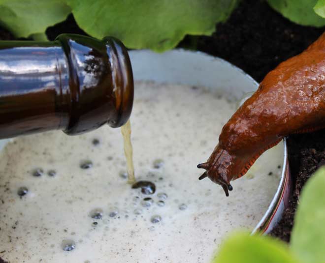 beer trap for snail