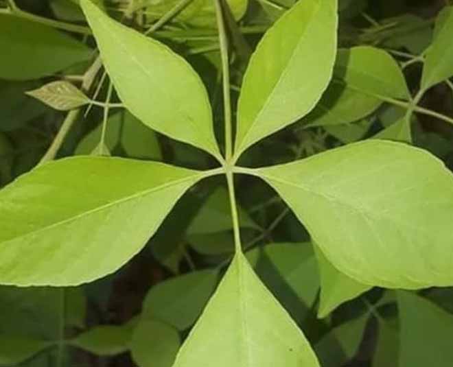 कटे-फटे हुए बेल पत्र bel patra