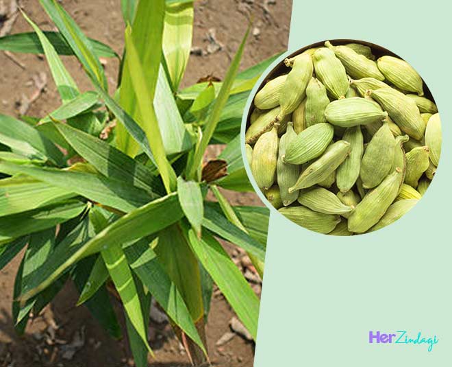 How To Grow Cardamom Plant In Pot | How To Grow Cardamom Plant In Pot ...