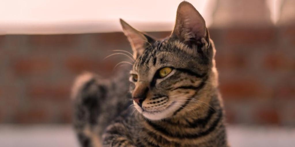 How To Keep Cats Away From Home how to keep cats away from home