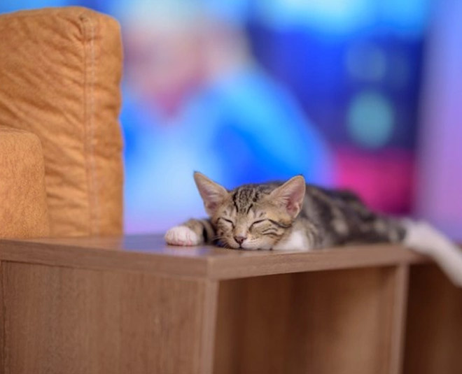 How To Keep Cats Away From Home how to keep cats away from home