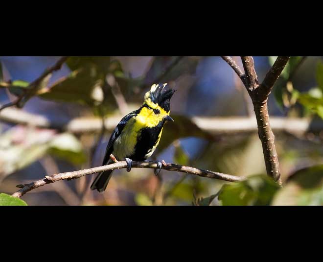 eagles nest sanctuary