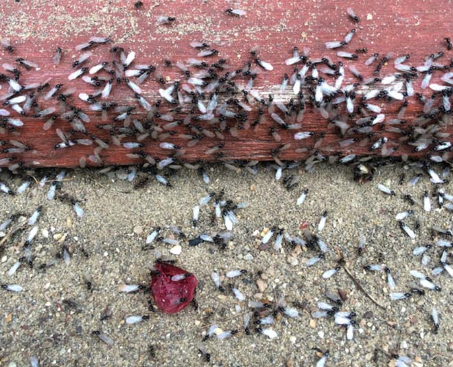 flying ants