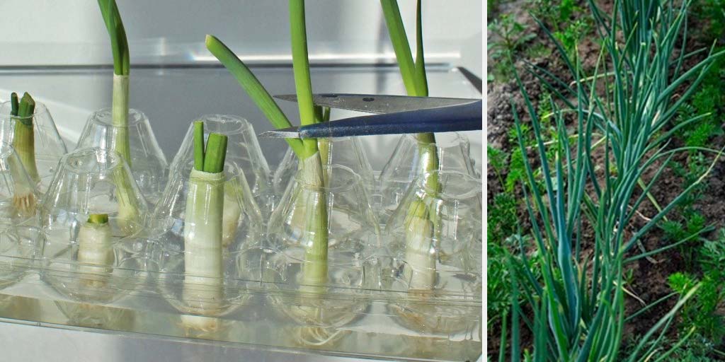 How to Grow Green Onions in a Plastic Bottle in Hindi
