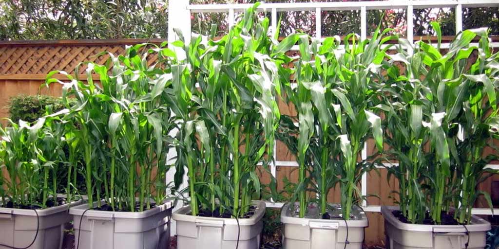 How to Grow Corn in Container at Home in Hindi how to grow corn in