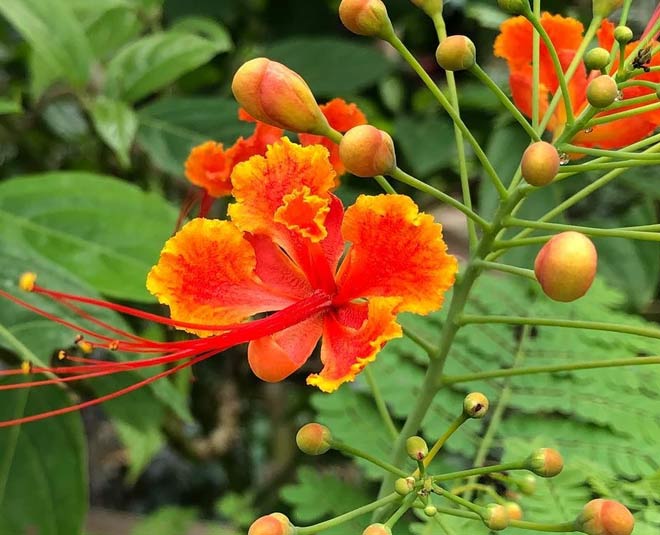 gulmohar flower room freshener spray