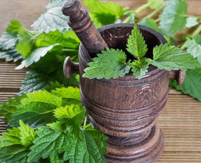 nettle-leaf-health-benefits-in-hindi