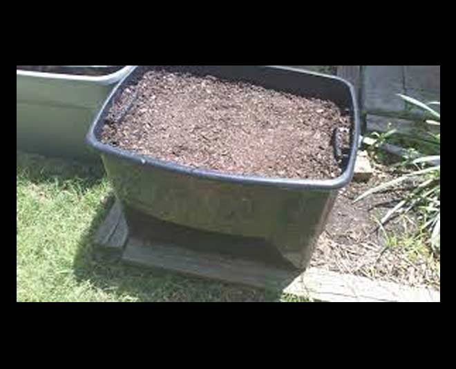 how to grow corn in plant