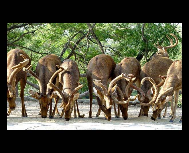 keibullamjao national park