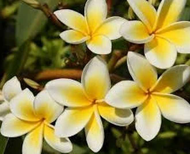 केतकी का फूल ketki flower lord shiva