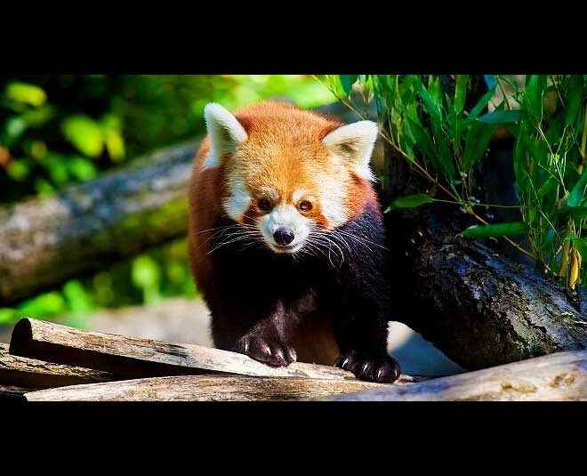 khangchendzonga national park