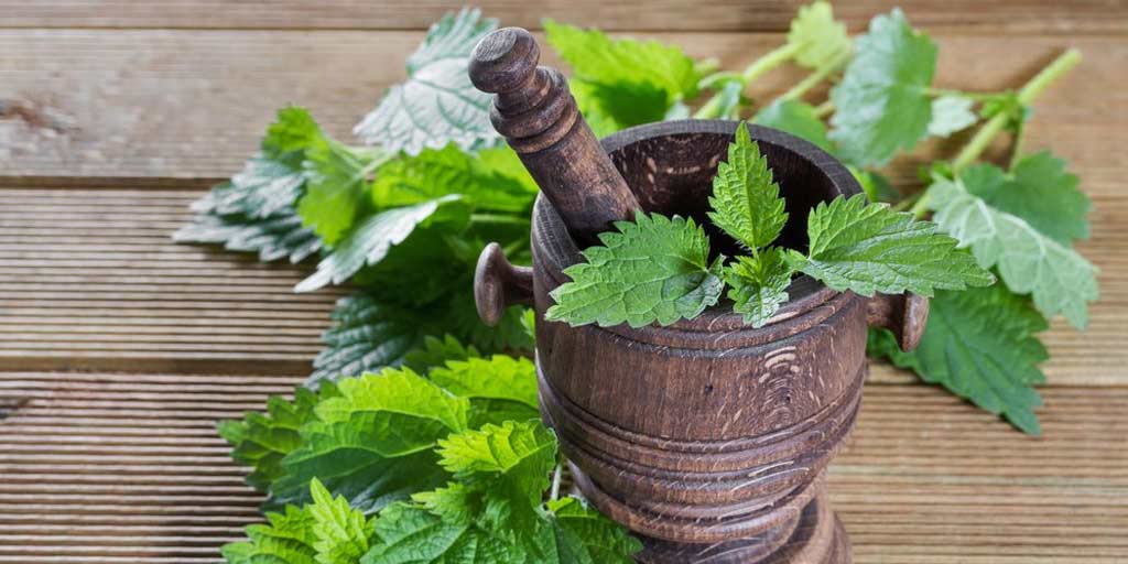 Nettle Leaf Health Benefits In Hindiचलिए जानते हैं नेटल पौधे के पत्तों