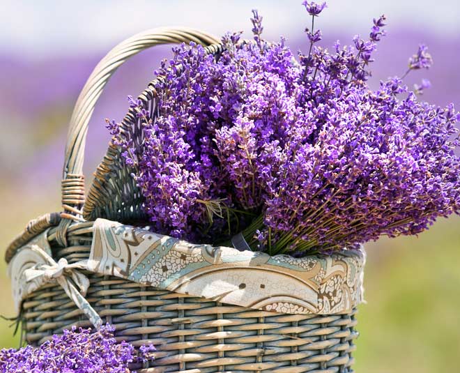 know lavender flower uses