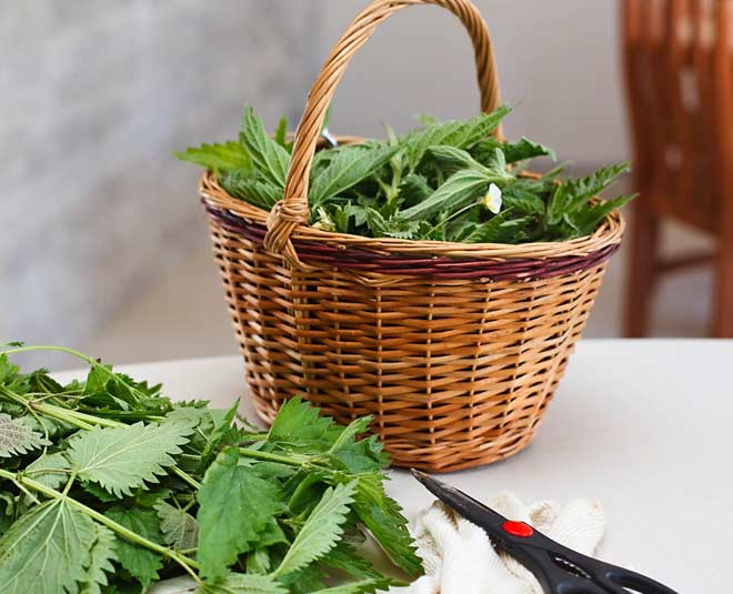 know nettle leaf health benefits