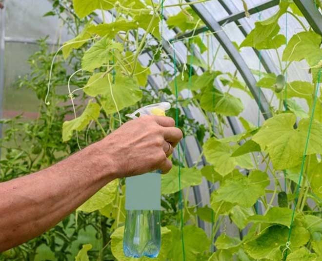 know turmeric leaves uses in hindi inside 