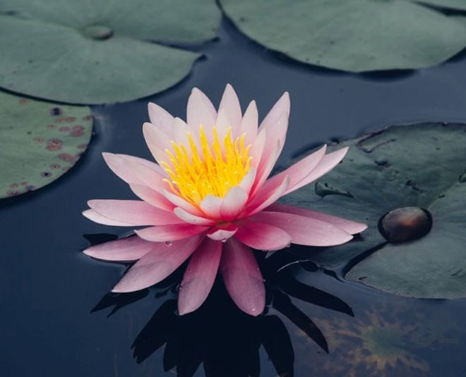 lotus plant water